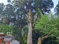Spring Serenity at Kirishima Jingu
