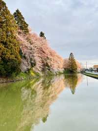 春之旅～～～～仙台賞櫻🌸