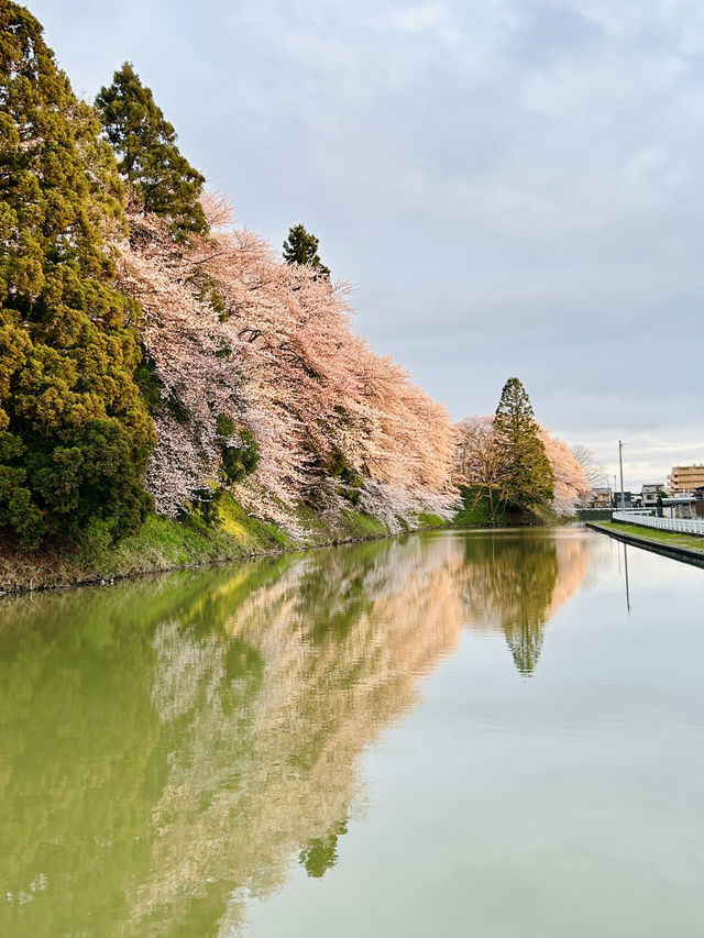 春之旅～～～～仙台賞櫻🌸