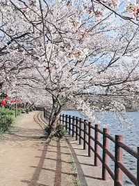 Cruising Through Cotton Candy Dreams on Yunoko Cherry Line