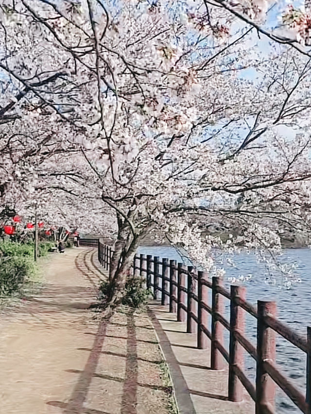 Cruising Through Cotton Candy Dreams on Yunoko Cherry Line