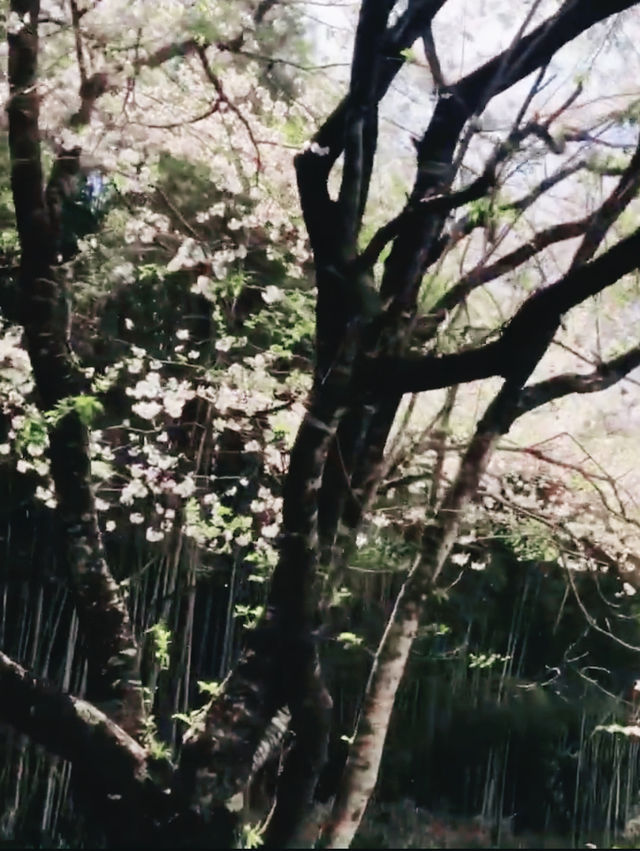 Reflections of Spring at Kagamino Park