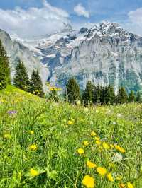 🇨🇭여름 스위스 = 지상낙원🌿 인생에서 꼭 한 번! 인터라켄 완전 정복 가이드✨