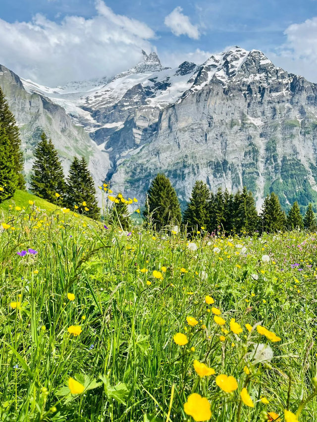 🇨🇭여름 스위스 = 지상낙원🌿 인생에서 꼭 한 번! 인터라켄 완전 정복 가이드✨