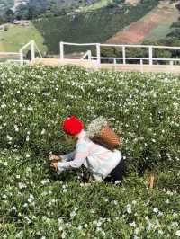 Whispers in White – A Stroll Through Ying Yong Flower Garden