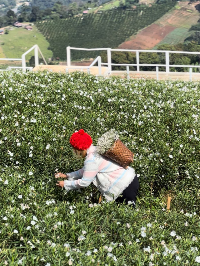 Whispers in White – A Stroll Through Ying Yong Flower Garden