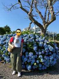 濟州6月繡球花海