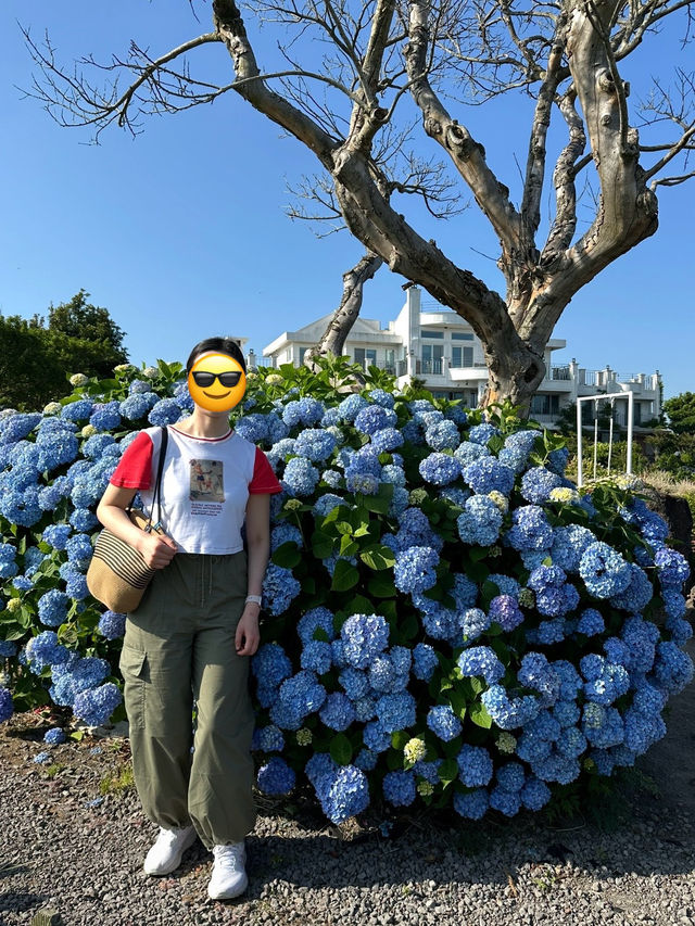濟州6月繡球花海