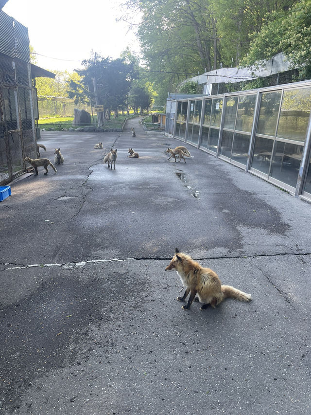 北狐牧場·被低估的秘境