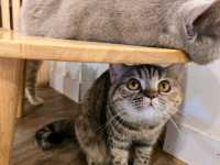 Mali Cat Cafe Bangsaen, Chonburi 