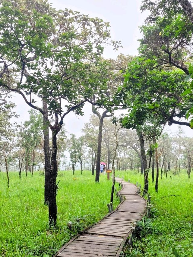 🌷: ทุ่งสวรรค์ ดอกกระเจียว อุทยานแห่งชาติป่าหินงาม