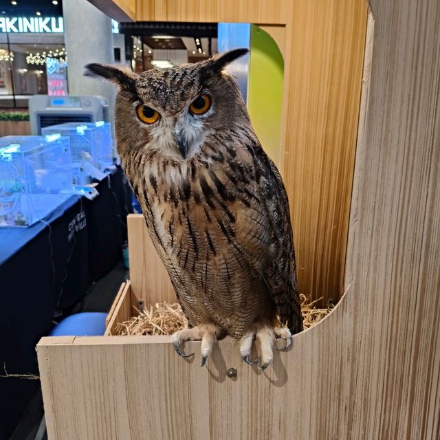 พามาชมงาน Westville Bird Paradise 