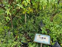 新都會廣場Metro Green必玩：有機蔬菜收割團