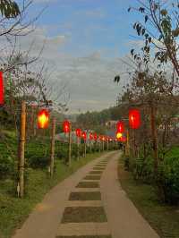 ไร่ชาลีไวน์ บ้านรักไทย 🏠🌱