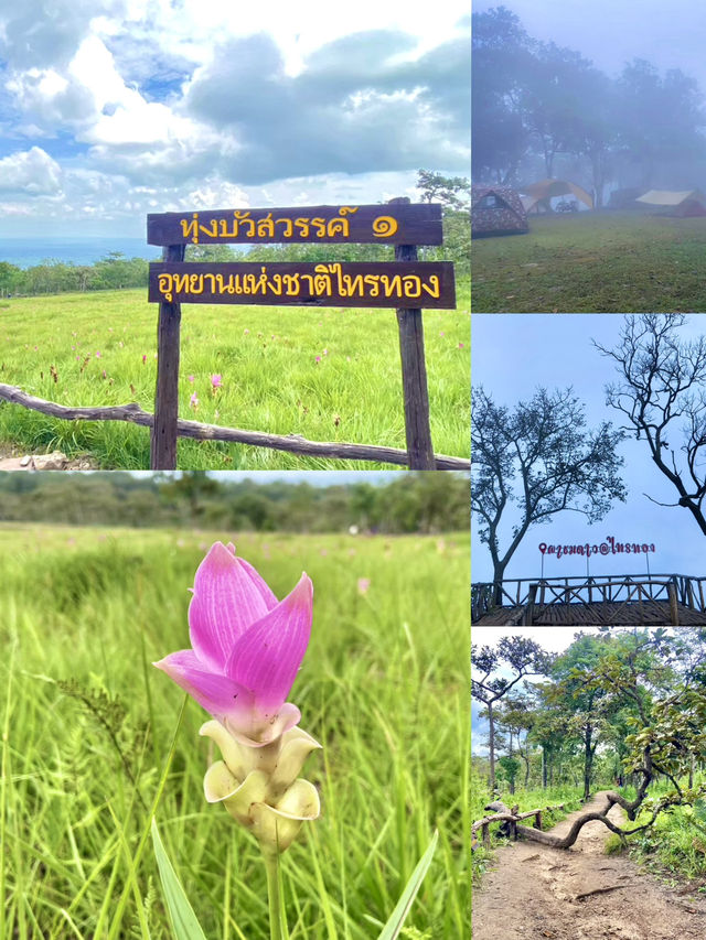 อุทยานแห่งชาติไทรทอง ทุ่งบัวสวรรค์