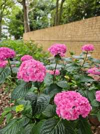 超美！福岡季節限定的紫陽花園
