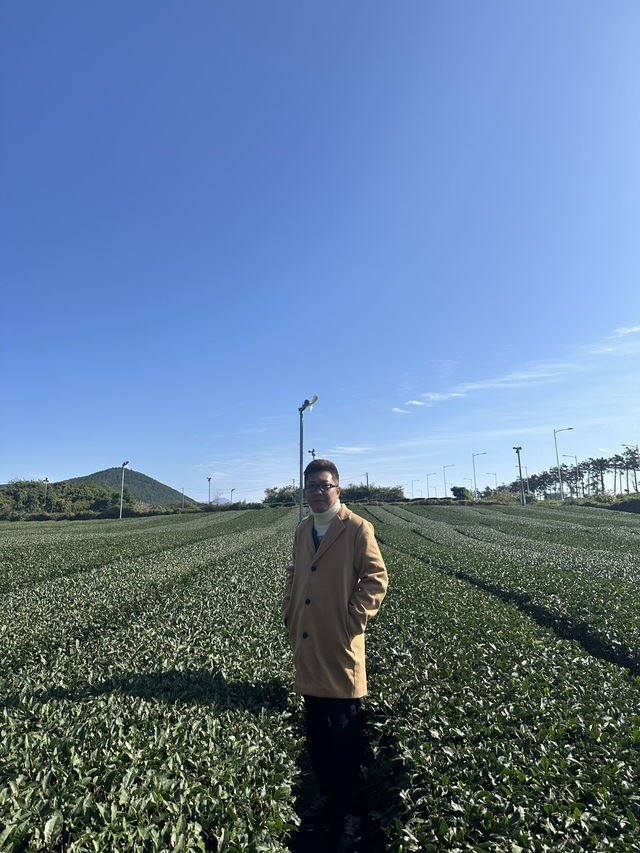 Jeju’s Innisfree Café & Green Tea Fields – A Dreamy Stop for Beauty Lovers and Nature Seekers
