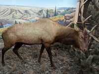 🏛️【ロイヤル・サスカチュワン州立博物館（Royal Saskatchewan Museum）】自然・歴史・文化が学べ