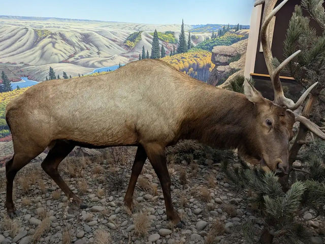 🏛️【ロイヤル・サスカチュワン州立博物館（Royal Saskatchewan Museum）】自然・歴史・文化が学べ