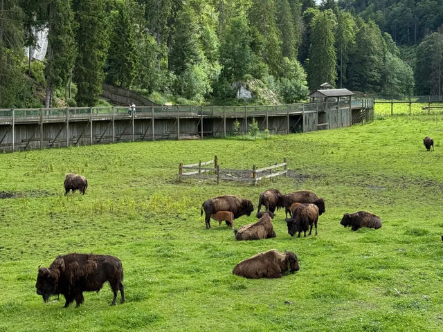 Summer Escape Near Geneva: Cave Exploration + Zoo! 🇨🇭🦇
