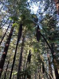 🌲紐西蘭紅木步道｜漫步千年巨木森林，像走進魔戒世界