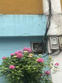 Busan and summer flowers