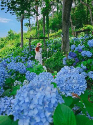 A Hydrangea Garden Signaling the Start of Summer Near Busan - Free Entry
