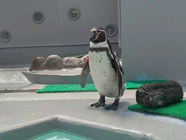 和歌山景點｜和歌山城腳下的親子動物園—和歌山城公園動物