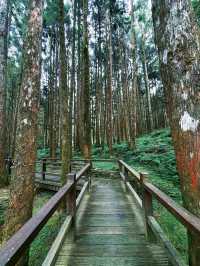 Morning Magic at Alishan Scenic Area
