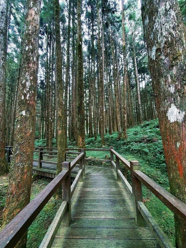 Morning Magic at Alishan Scenic Area