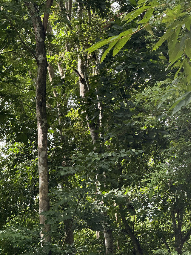 Huai Kha Kang Wildlife Sanctuary