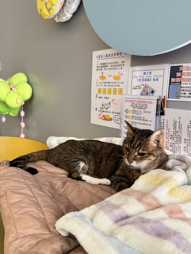 在高雄，遇見一間會「喵」的港味回憶 ——《貓之家俱樂部 Cat’s Home Club》