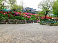 Nezu Shrine
