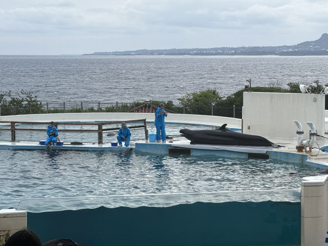 Okinawa Churaumi Aquarium