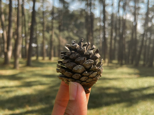 🌲🍃 สวนสนบ่อแก้ว |
