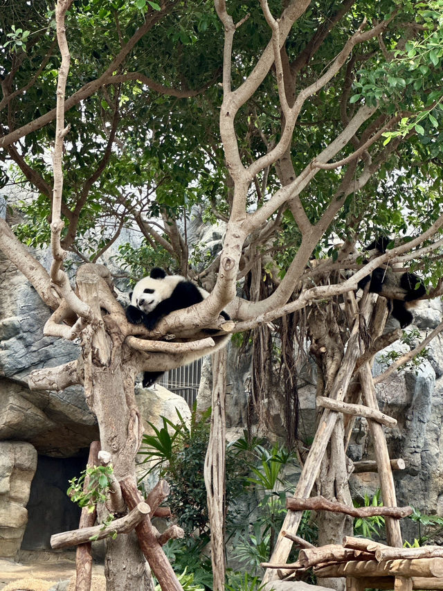 大熊貓🐼之旅-「海洋公園」