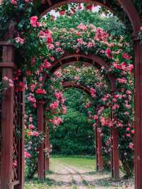 Romantic Rose Trails of Shanghai | A Dreamy Stroll in Binjiang Forest Park 🌹☀️