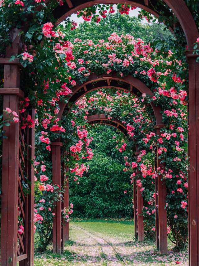 Romantic Rose Trails of Shanghai | A Dreamy Stroll in Binjiang Forest Park 🌹☀️
