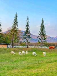 ที่พักบรรยากาศดี ผาม่านคีรีหมอก
