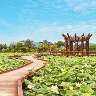 🌸✨ *Hoesan White Lotus Pond (회산 백련지): A Dreamy Sea of Sacred Blossoms* 🏞️💮
