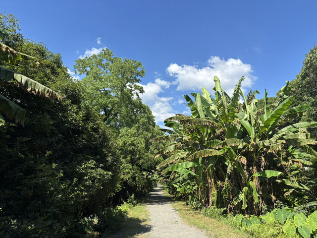 熊本水前寺江津湖公園：芭蕉園與俳句碑的靜謐時光