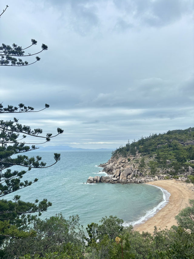 Finding koala on a cloudy day at magnetic island 🐨