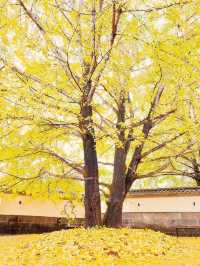 🍁 Late Summer-Autumn Dreams in Tengchong — Golden Leaves, Quiet Roads