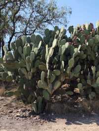 🌵 멕시코 여행 – 마야 문명과 태양 아래 펼쳐진 뜨거운 여정