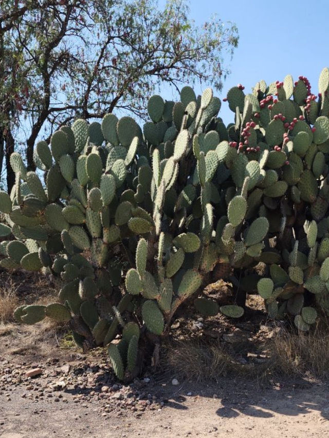 🌵 멕시코 여행 – 마야 문명과 태양 아래 펼쳐진 뜨거운 여정