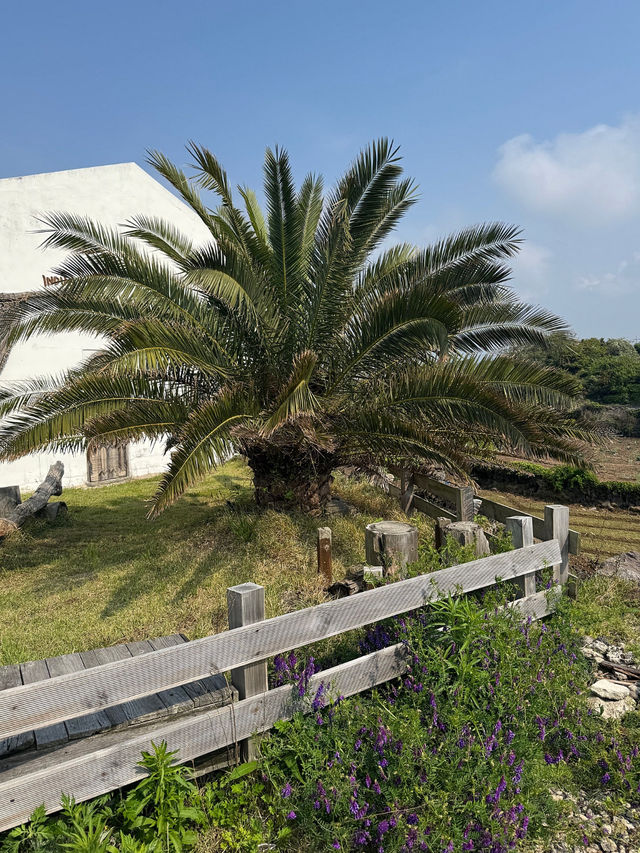 🌺 제주도 여행 감성 카페와 핫플 투어