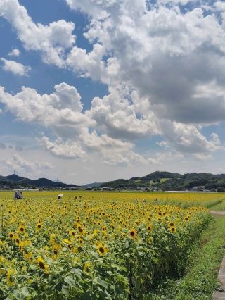 Himawari Festival at Mashiko Town Kamiyama Sunflower Garden