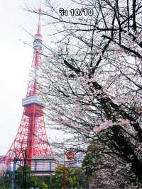จุดชมซากุระใกล้ Tokyo Tower🗼 