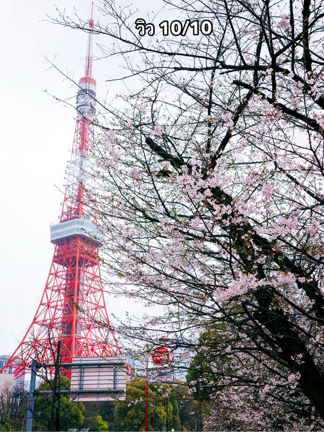 จุดชมซากุระใกล้ Tokyo Tower🗼 