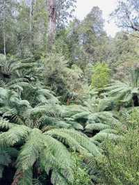 Maits Rest Rainforest Walk